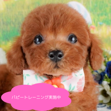 トイプードル(トイ)【栃木県・女の子・2025年2月1日・レッド】の写真「総額表示！好奇心旺盛🎵🐶🌟」
