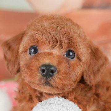 トイプードル(トイ)【栃木県・女の子・2025年9月23日・レッド】の写真「⛄《子犬の見学会》12月14日(日)開催🐶📣」