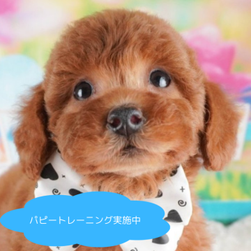 トイプードル(トイ)【栃木県・男の子・2025年1月11日・レッド】の写真「総額表示！おもちゃ遊びが大好き⚽️」