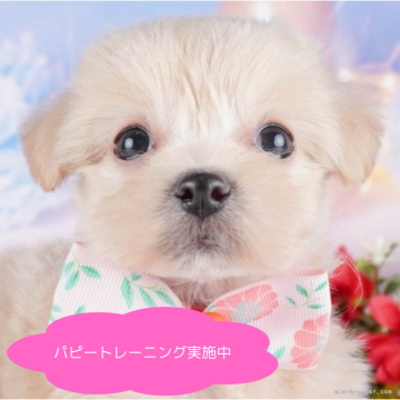 マルプー(マルチーズ×トイプードル)【栃木県・女の子・2025年2月4日・クリーム】の写真「【総額表示】あそぶのだいすき💕」