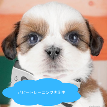 シーズー【栃木県・男の子・2025年3月20日・ホワイト&ゴールド】の写真「総額表示！甘え上手な癒し系💓」