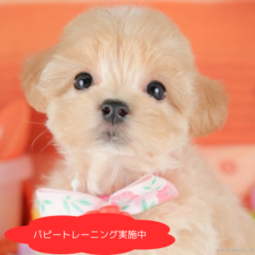 マルプー(マルチーズ×トイプードル)【栃木県・女の子・2025年5月3日・アプリコット】の写真「総額表示！きゅるきゅるおめめがチャームポイント💕」