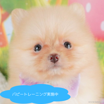 ポメラニアン【栃木県・男の子・2025年2月23日・クリーム】の写真「総額表示！撫でられるの大好き💞」