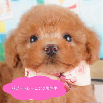 トイプードル(トイ)【栃木県・女の子・2025年1月13日・レッド】の写真「総額表示！ふわふわくるくるな毛が可愛い💕」
