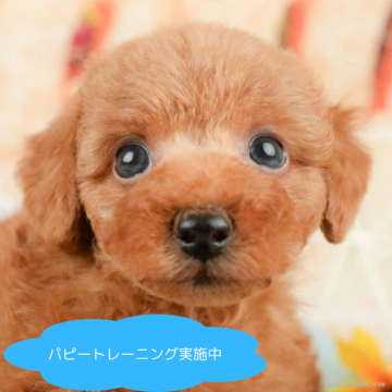 トイプードル(トイ)【栃木県・男の子・2025年1月28日・レッド】の写真「【総額表示】撫でられるとお腹出して甘えてくれます💕」