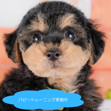 トイプードル(トイ)【栃木県・男の子・2025年3月20日・ブラック&タン】の写真「総額表示！走ることが大好き🐾」
