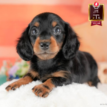 ミニチュアダックスフンド(ロング)【栃木県・男の子・2025年10月5日・ブラック&タン】の写真「🐶11/23(日)見学会開催🐶」