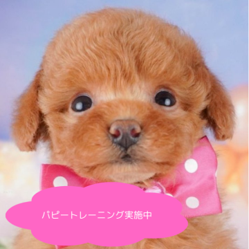 トイプードル(タイニー)【栃木県・女の子・2025年3月24日・レッド】の写真「【総額表示】甘えてくれます💕」