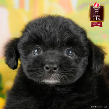 ポメプー(ポメラニアン×トイプードル)【栃木県・女の子・2025年8月21日・ブラック&ホワイト】の写真「🐶11/23(日)見学会開催🐶」