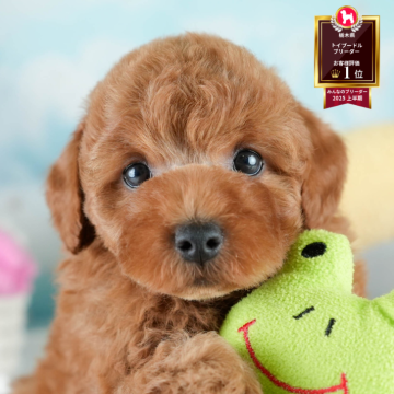 トイプードル(トイ)【栃木県・男の子・2025年7月28日・レッド】の写真「🐶11/23(日)見学会開催🐶」