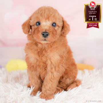 トイプードル(トイ)【栃木県・男の子・2025年9月23日・レッド】の写真「ブリーダー評価栃木1位🥇11/9(日)見学会開催」