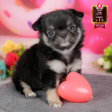 チワワ(ロング)【栃木県・女の子・2025年10月1日・ブラック&タン】の写真「🐶11/23(日)見学会開催🐶」