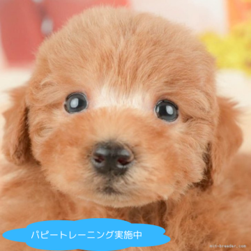 トイプードル(トイ)【栃木県・男の子・2025年1月26日・レッド】の写真「総額表示！まん丸な体と愛らしい動きで心が和みます🐶」