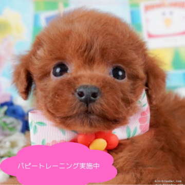 トイプードル(タイニー)【栃木県・女の子・2024年11月5日・レッド】の写真「総額表示！あそぶのだいすき💕🐶🌟」