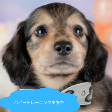 ミニチュアダックスフンド(ロング)【栃木県・男の子・2025年5月8日・シェーデッドイエロー】の写真「📢好評につき7/12(土)子犬見学会の開催が決定」
