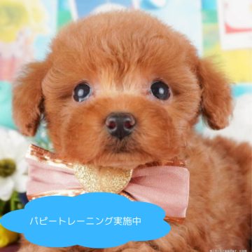 トイプードル(トイ)【栃木県・男の子・2025年1月13日・レッド】の写真「総額表示！好奇心旺盛☆彡」
