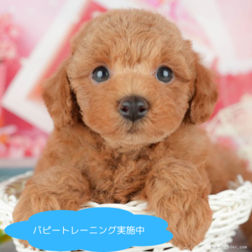 トイプードル(トイ)【栃木県・男の子・2025年4月4日・レッド】の写真「総額表示！好奇心旺盛🎵🐶🌟」