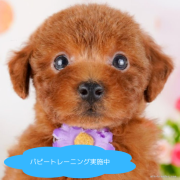 トイプードル(トイ)【栃木県・男の子・2025年2月22日・レッド】の写真「総額表示！きゅるきゅるおめめがチャームポイント💕」