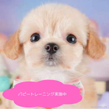 チワプー(チワワ×トイプードル)【栃木県・女の子・2025年3月24日・アプリコット】の写真「総額表示！もふもふボディの甘えん坊ちゃん💕」