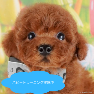 トイプードル(トイ)【栃木県・男の子・2025年2月16日・レッド】の写真「総額表示！走ることが大好き🐾」