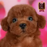 トイプードル(トイ)