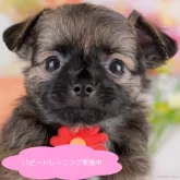 チワワ(ロング)