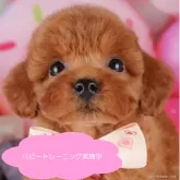 トイプードル(トイ)
