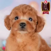 トイプードル(トイ)