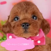 トイプードル(トイ)