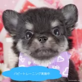 チワワ(ロング)