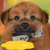 ポメプー(ポメラニアン×トイプードル)【栃木県・男の子・2025年5月1日・レッド】の写真1「全頭総額表示で安心 接種済ワクチン代・マイクロチップ代・健康診断込みの価格です!!😊」