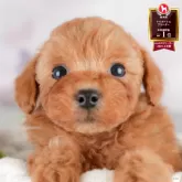 トイプードル(トイ)