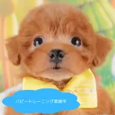 タイニープードル