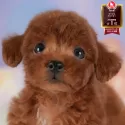 タイニープードル