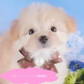 ポメプー(ポメラニアン×トイプードル)【栃木県・女の子・2024年11月26日・クリーム】の写真1「撫でられるの大好き💞」