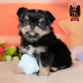 チワワ(ロング)