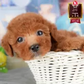 トイプードル(トイ)