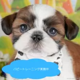 シーズー