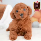 トイプードル(トイ)