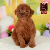 トイプードル(トイ)