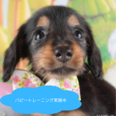 ミニチュアダックスフンド(ロング)