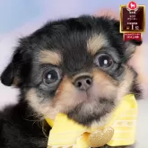 チワワ(ロング)