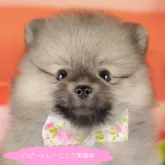 ポメラニアン