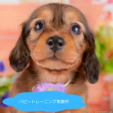 ミニチュアダックスフンド(ロング)【栃木県・男の子・2025年3月26日・レッド】の写真1「全頭総額表示で安心 接種済ワクチン代・マイクロチップ代・健康診断込みの価格です!!😊」