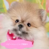 ポメラニアン