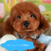 トイプードル(トイ)