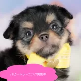 チワワ(ロング)