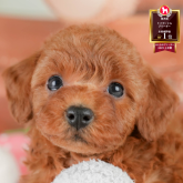 トイプードル(トイ)