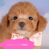 トイプードル(トイ)【栃木県・女の子・2025年4月24日・レッド】の写真1「全頭総額表示で安心 接種済ワクチン代・マイクロチップ代・健康診断込みの価格です!!😊」