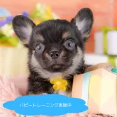 チワワ(ロング)